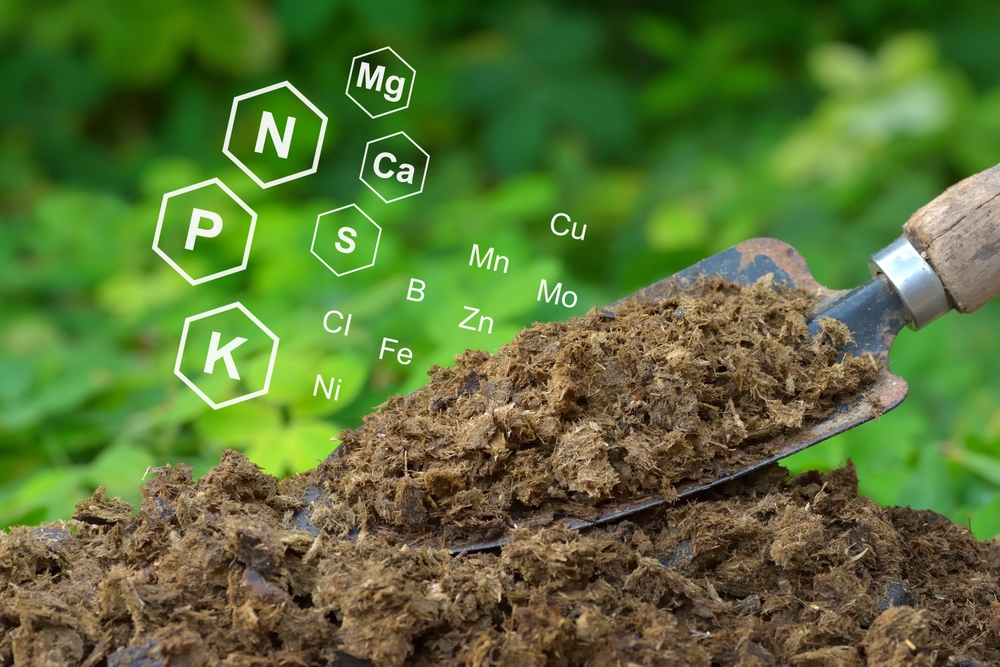 Чем подкормить малину осенью после обрезки: инструкция по удобрению