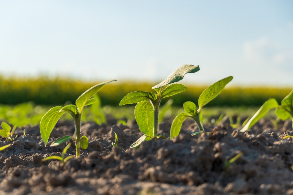 Что лучше – чернозём или плодородный грунт: 6 главных отличий