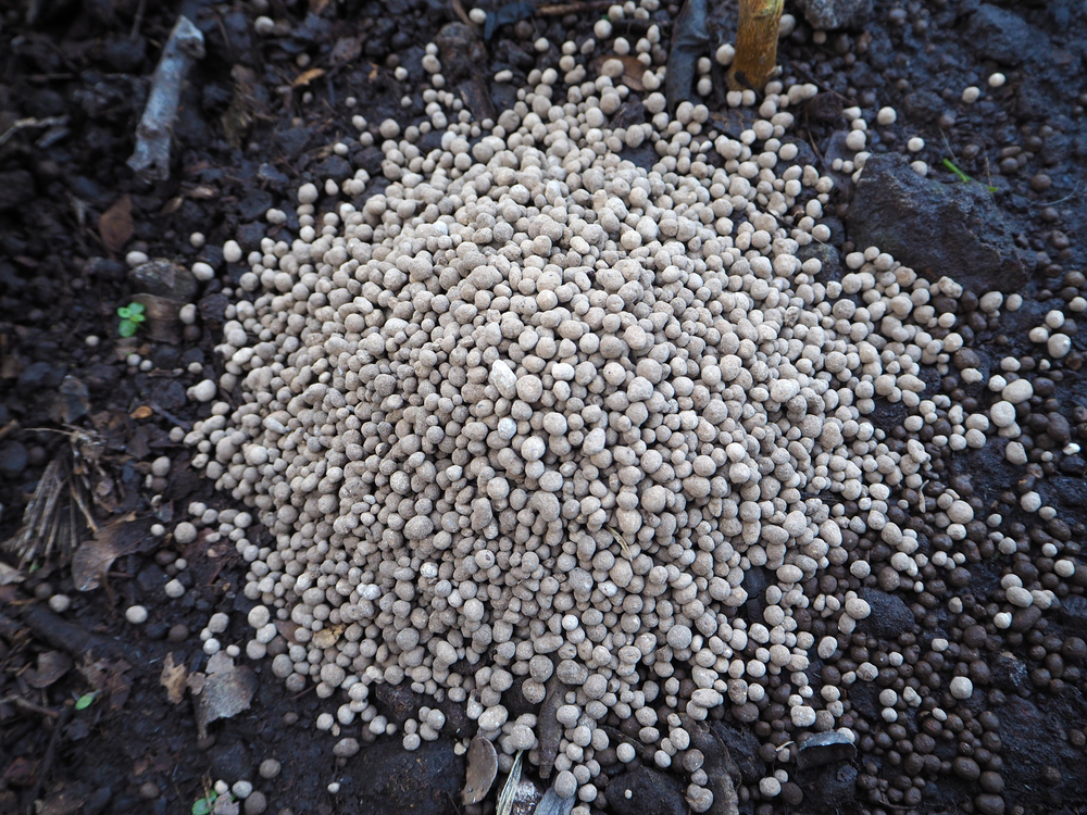 Чем подкормить пионы осенью для пышного цветения