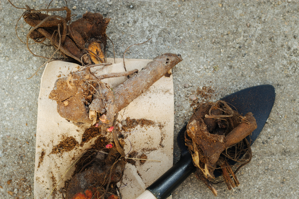 Чем подкормить пионы осенью для пышного цветения