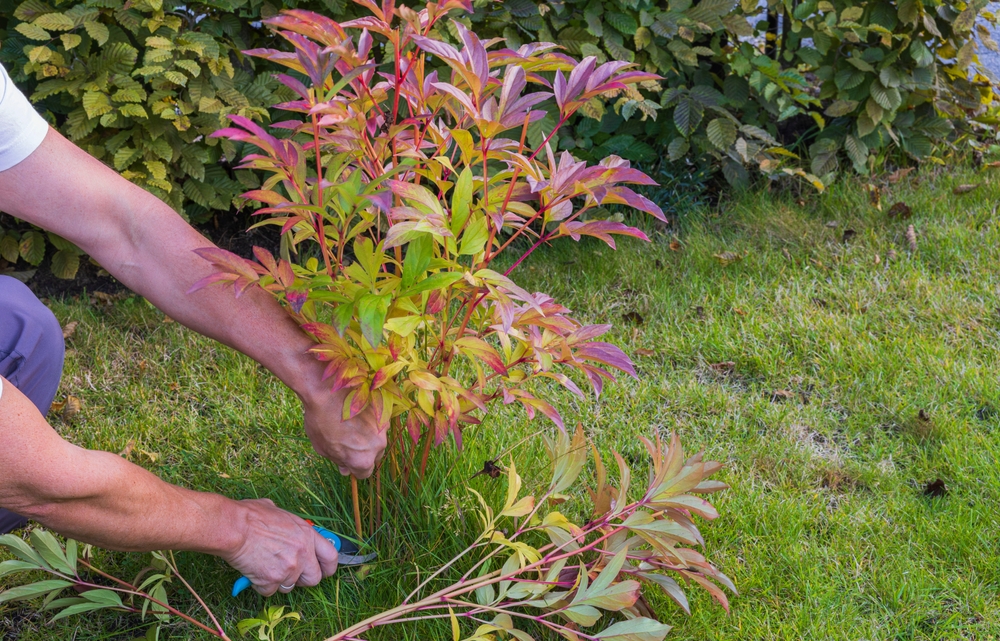 Чем подкормить пионы осенью для пышного цветения