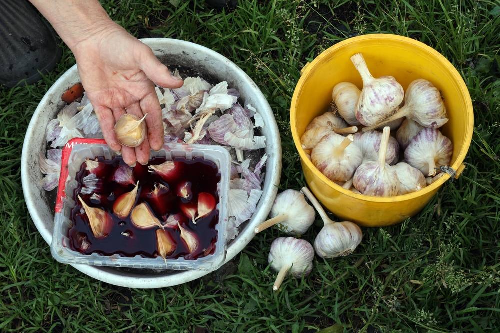 Когда сажать чеснок осенью в открытый грунт: 5 вопросов