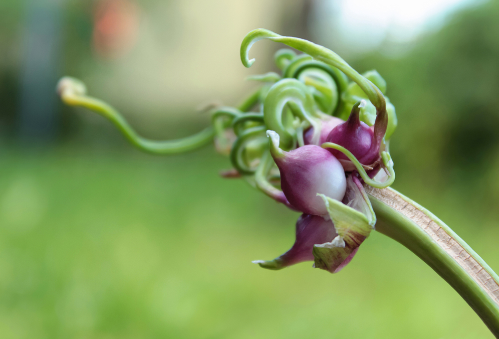 Когда сажать чеснок осенью в открытый грунт: 5 вопросов