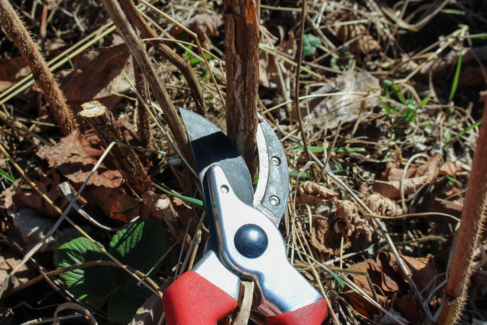 Как обрезать ремонтантную малину осенью: 2 проверенных способа