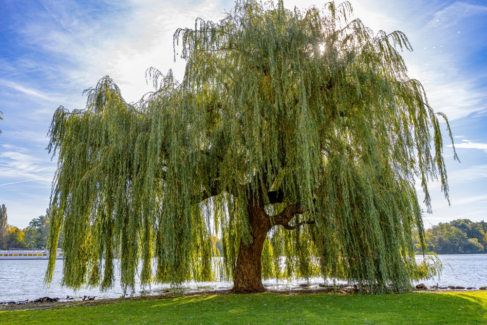Какие деревья посадить на участке для осушения почвы: список растений-водохлёбов