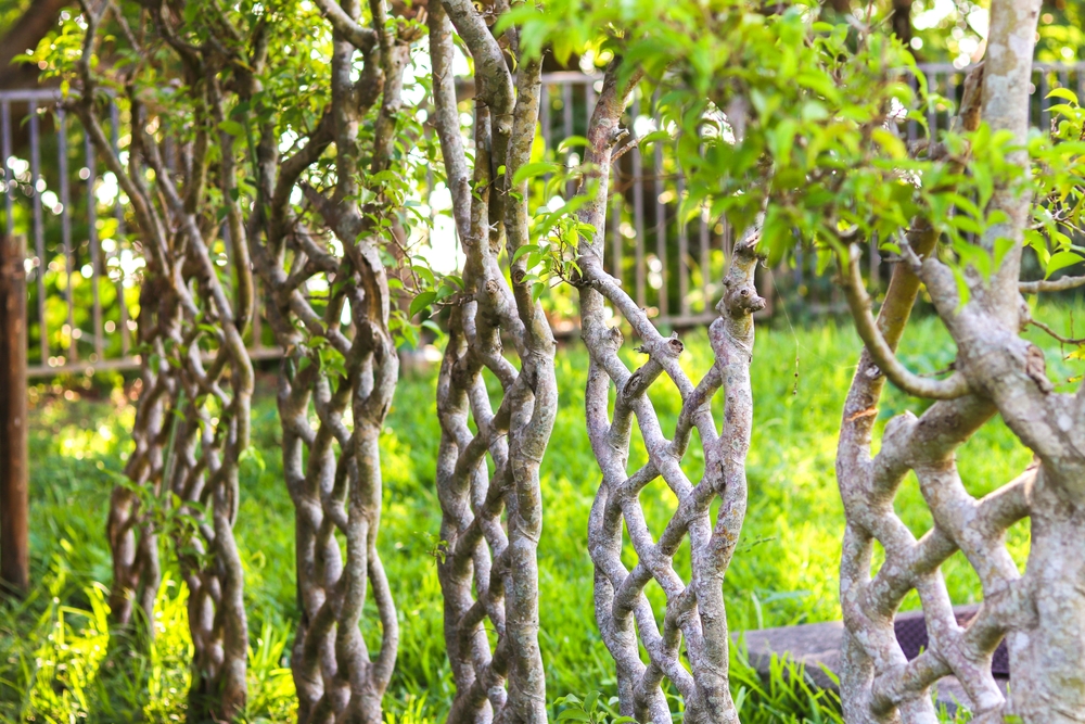 Какие деревья посадить на участке для осушения почвы: список растений-водохлёбов