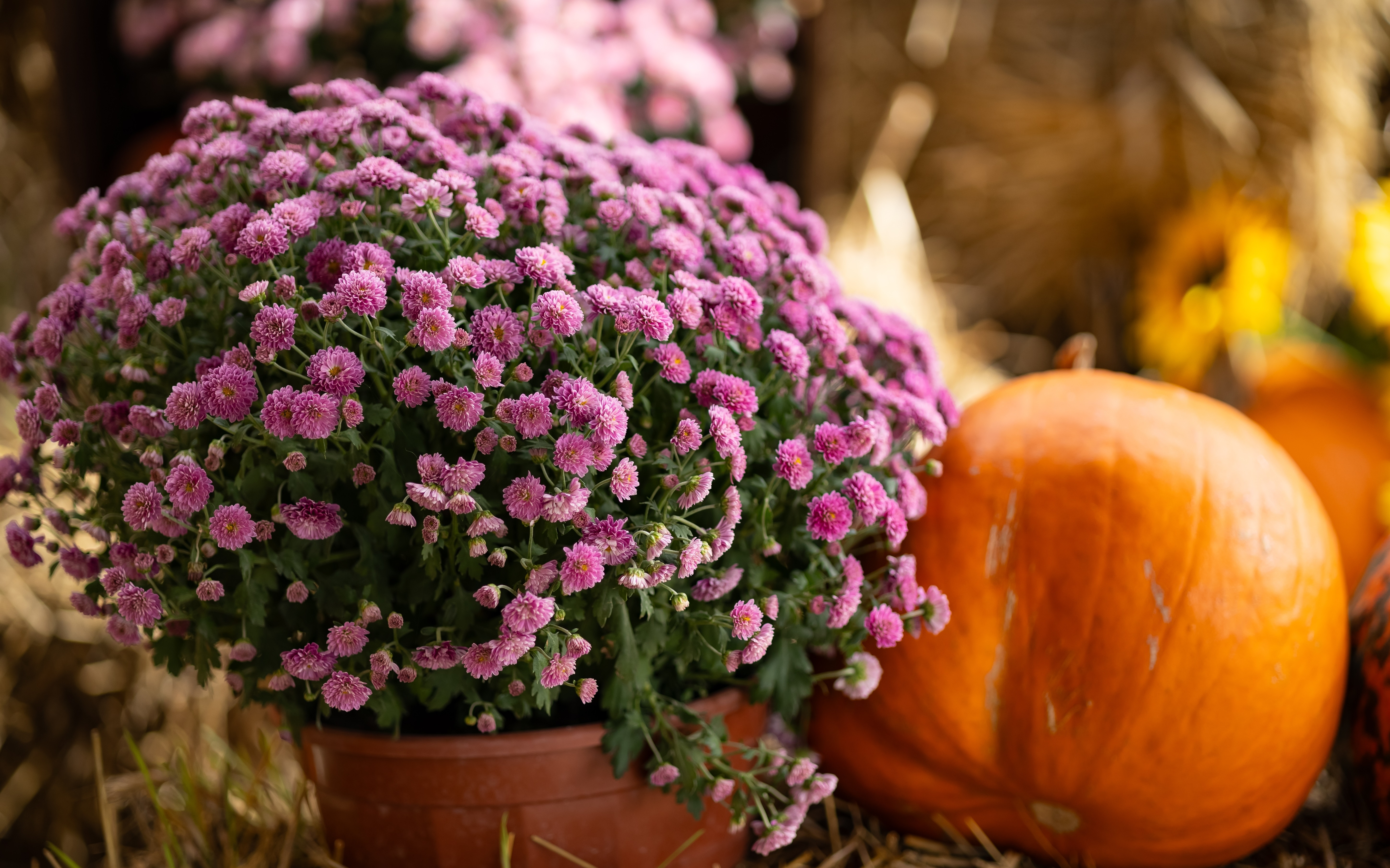 Хризантемы в горшках: как ухаживать в домашних условиях