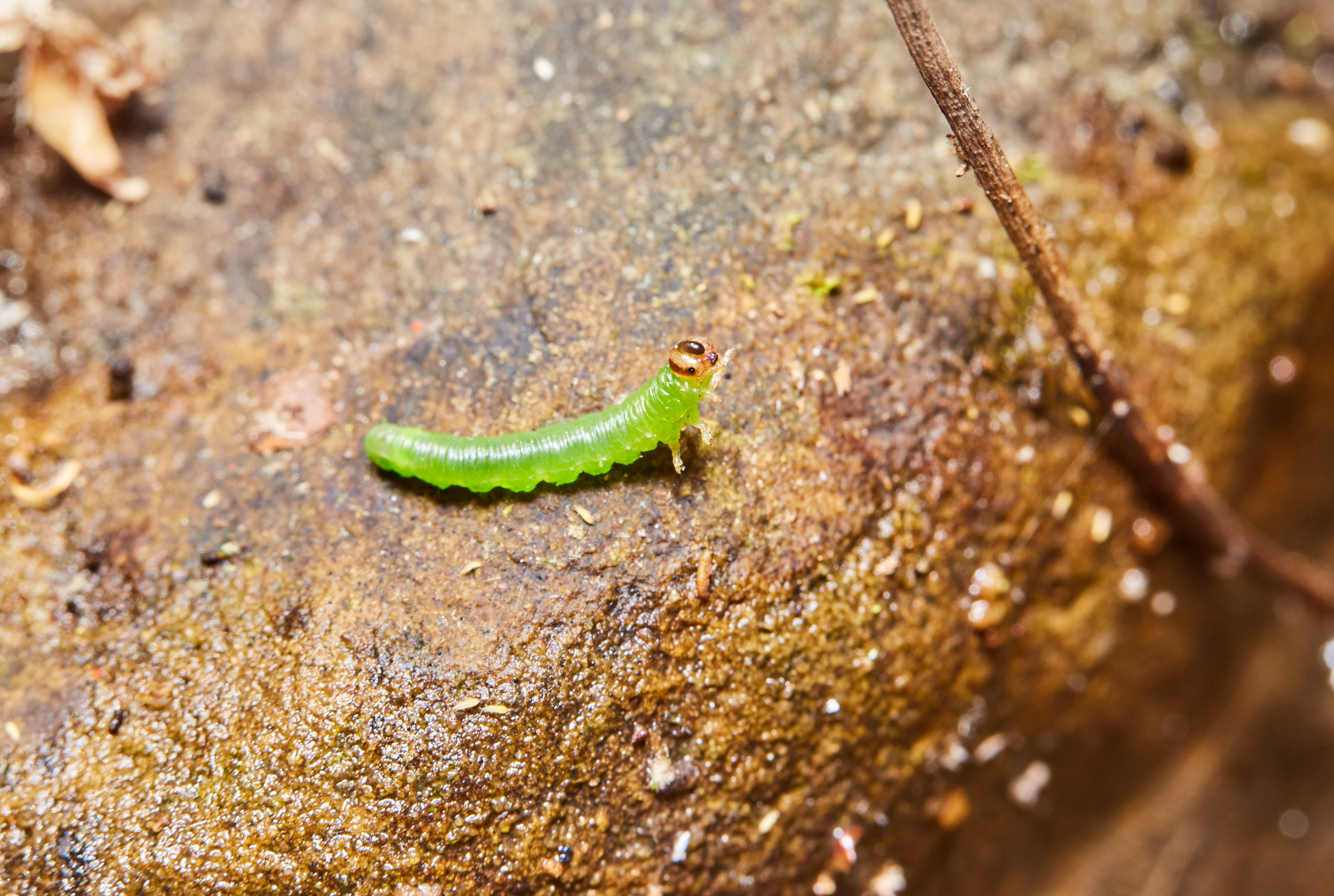 Жимолостный полосатый пилильщик
