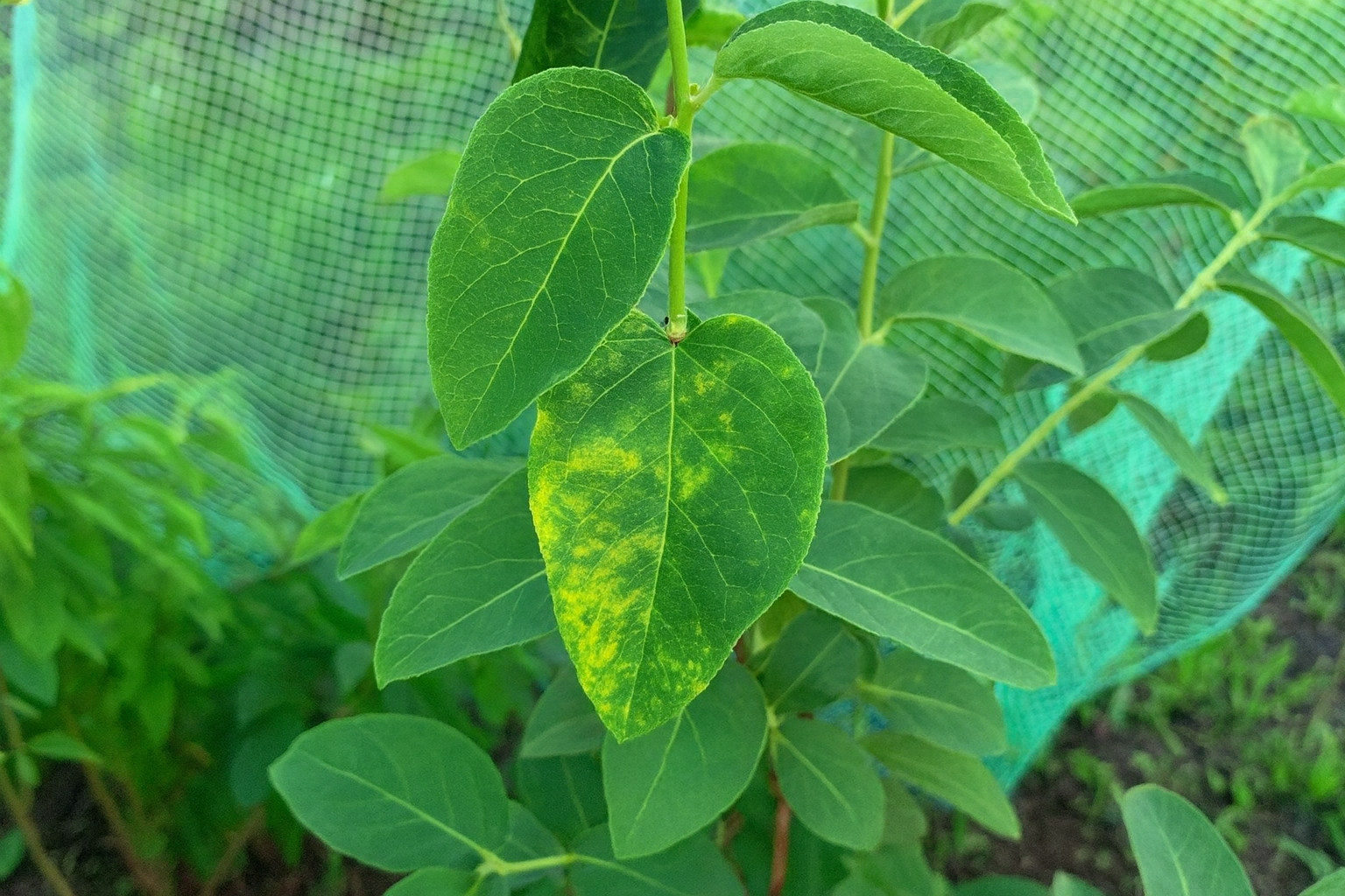 Жимолостный клещ