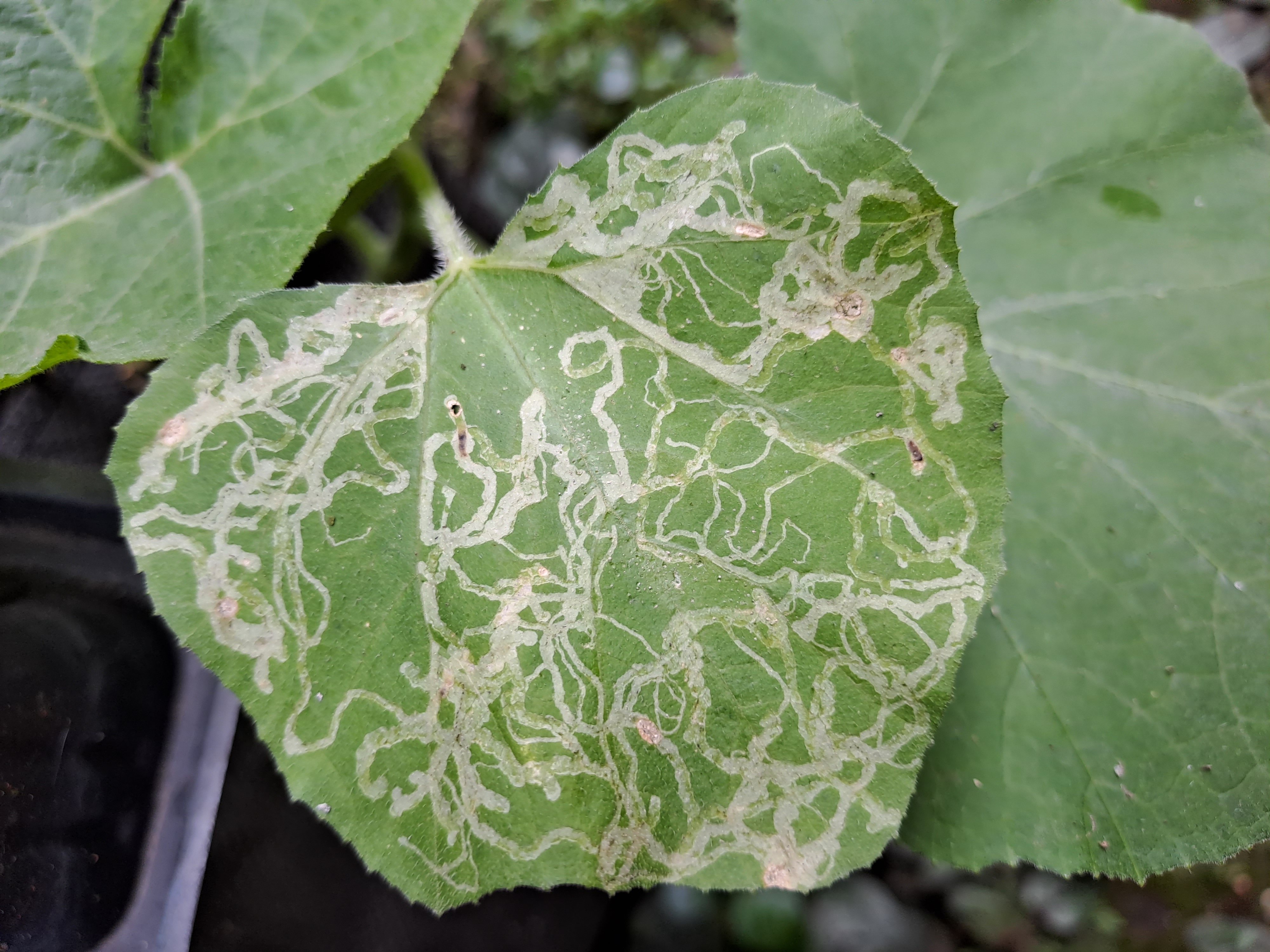 Жимолостный минер