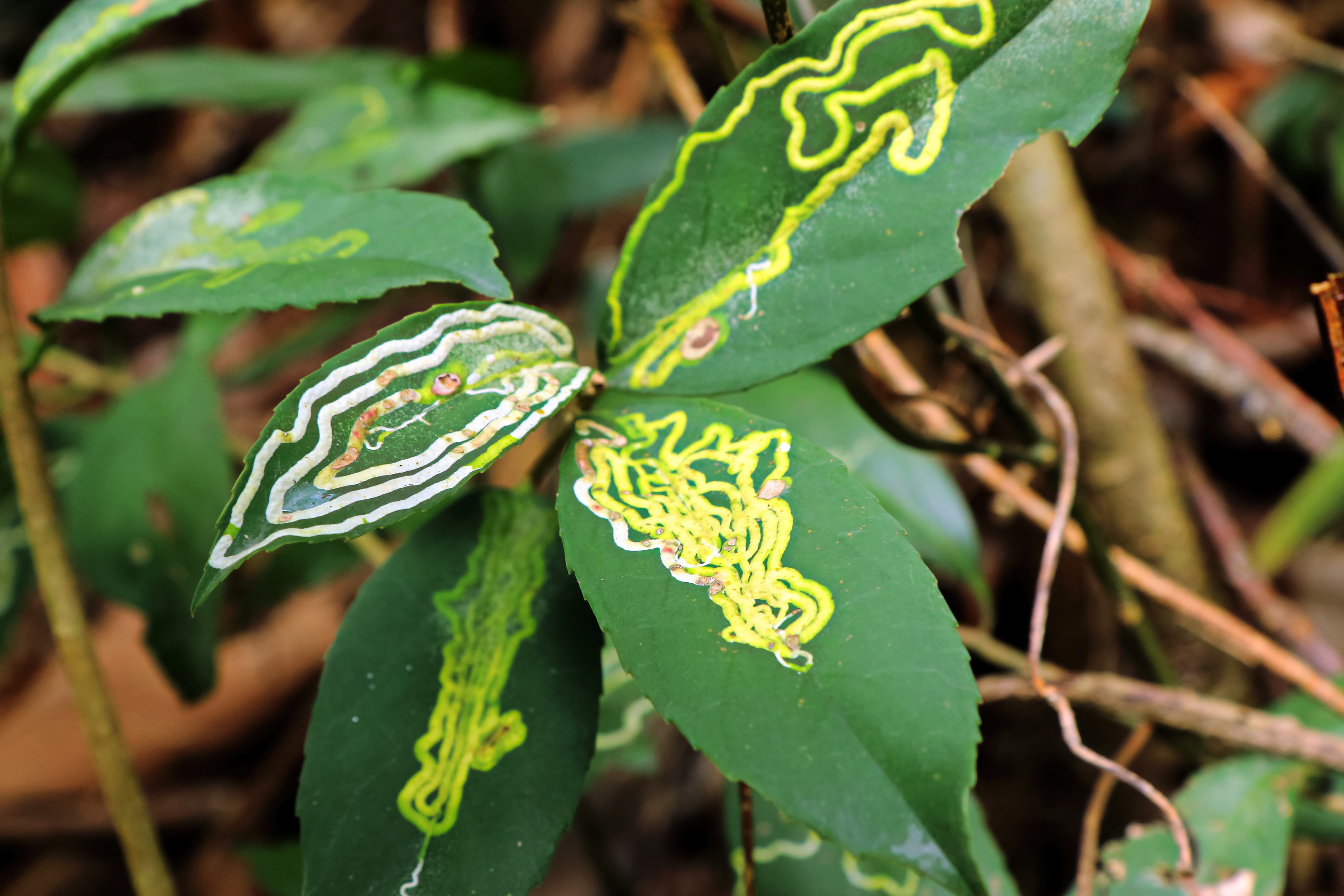 Жимолостная моль-пестрянка