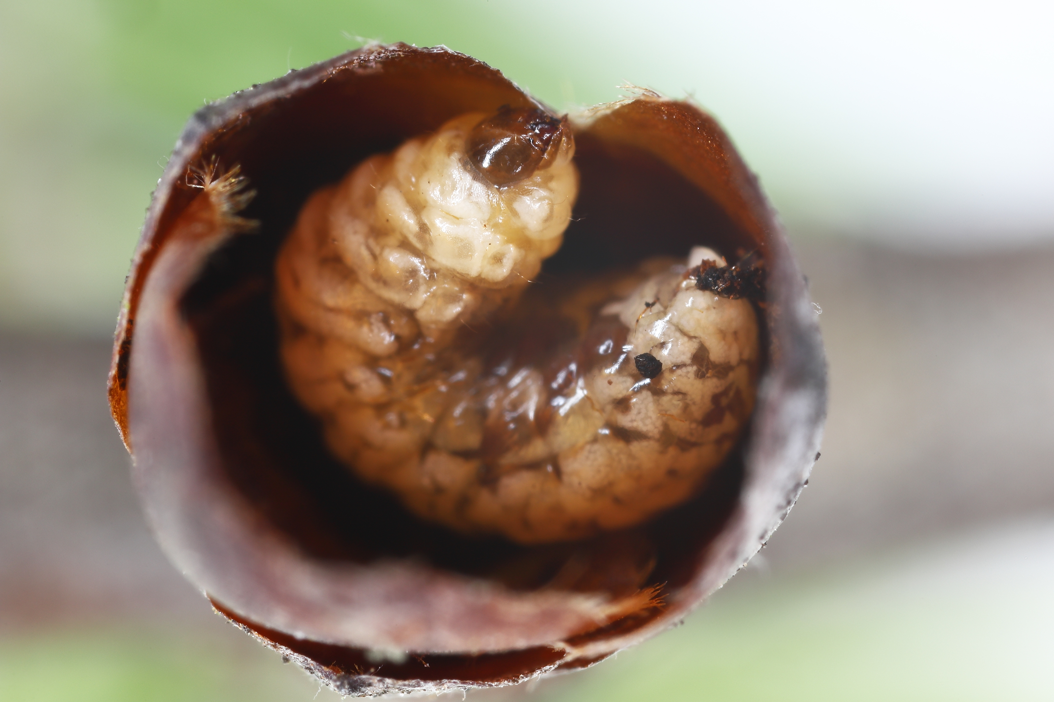 Малинная орехотворка