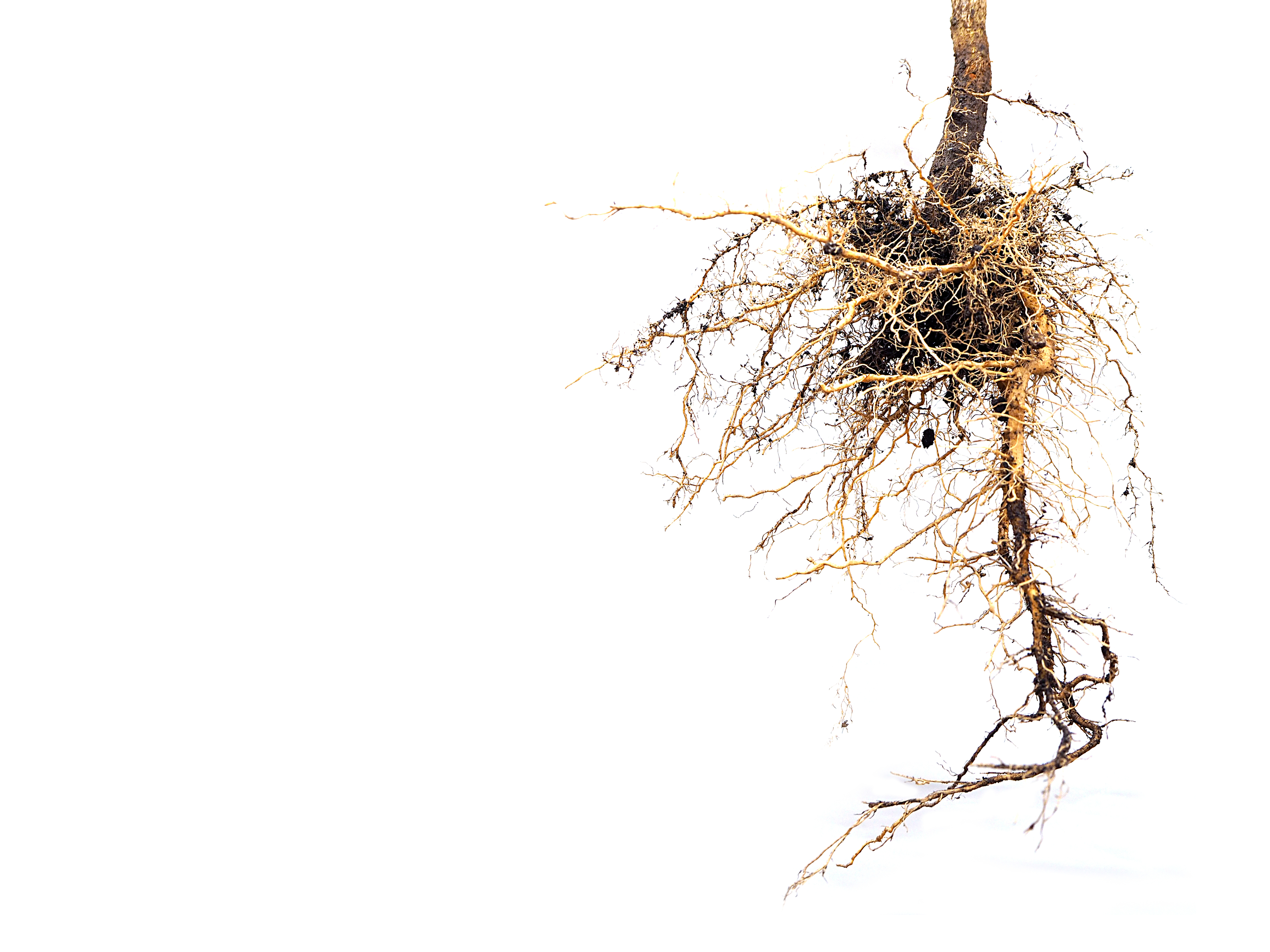 Стеблевая нематода