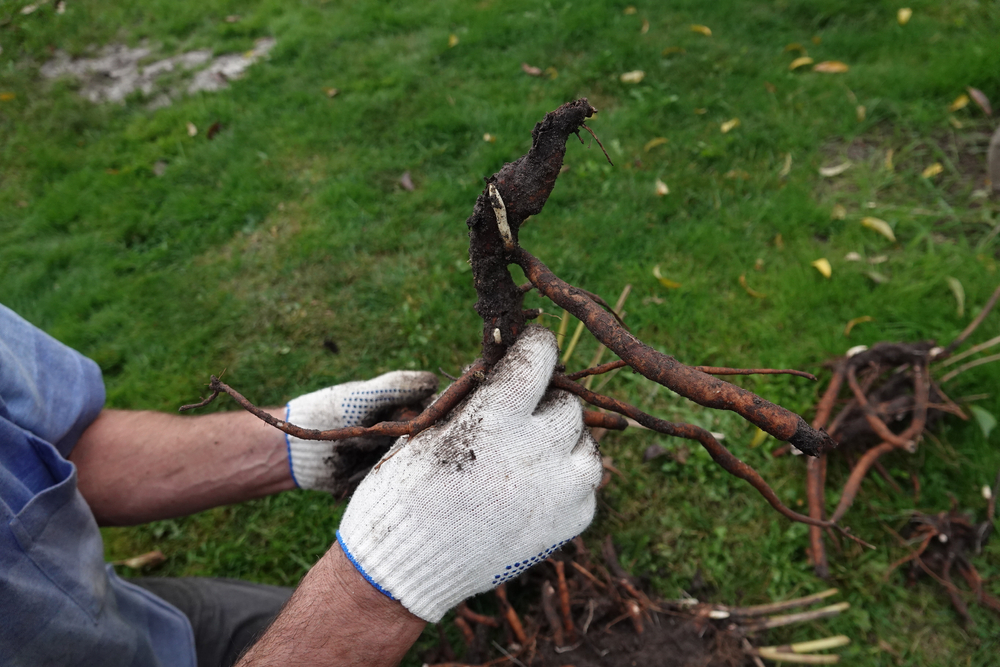 Сажаем пионы под самую зиму