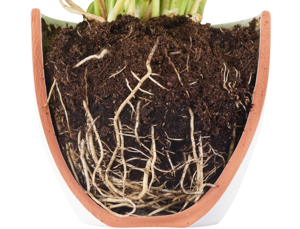 Гибискус комнатный: правильный уход в домашних условиях