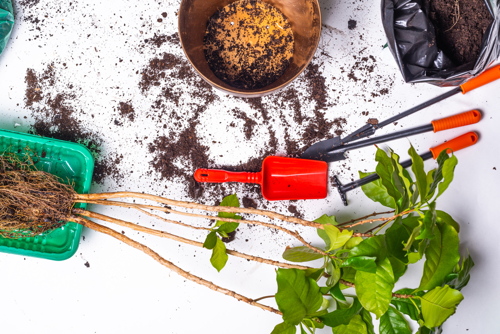 Гибискус комнатный: правильный уход в домашних условиях