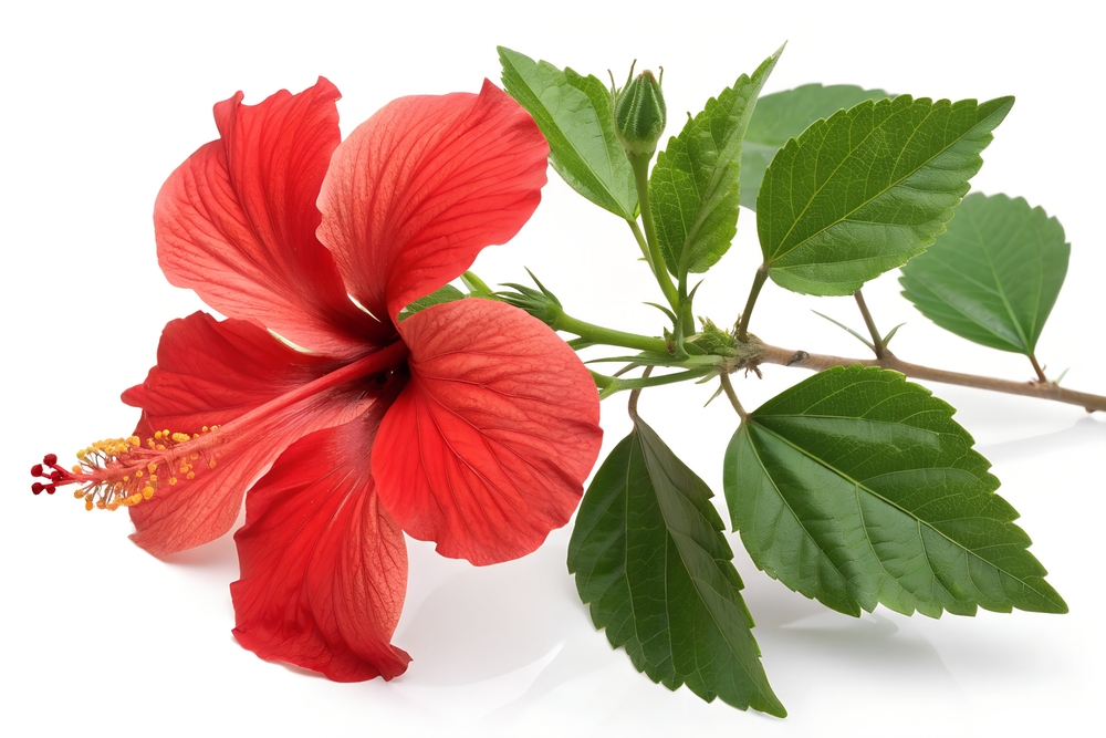 Гибискус комнатный: правильный уход в домашних условиях