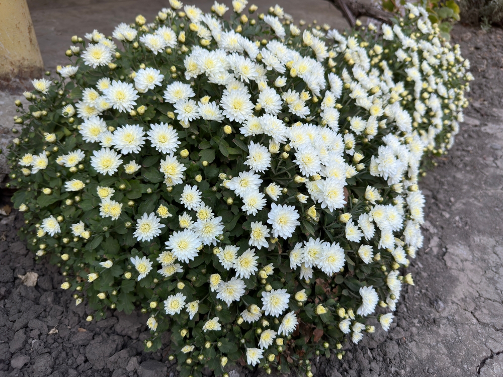 Как правильно обрезать хризантему мультифлору на зиму