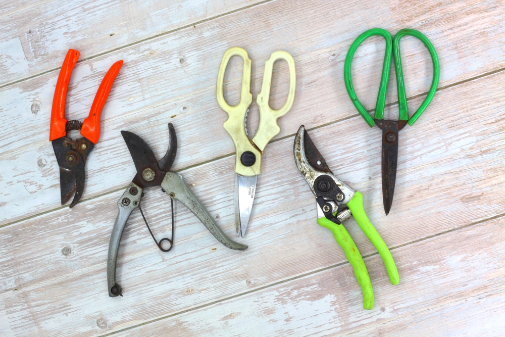 Как правильно обрезать хризантему мультифлору на зиму