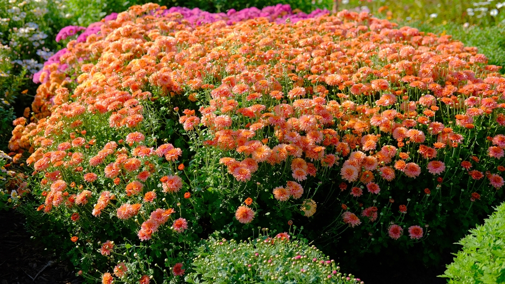 Как правильно обрезать хризантему мультифлору на зиму