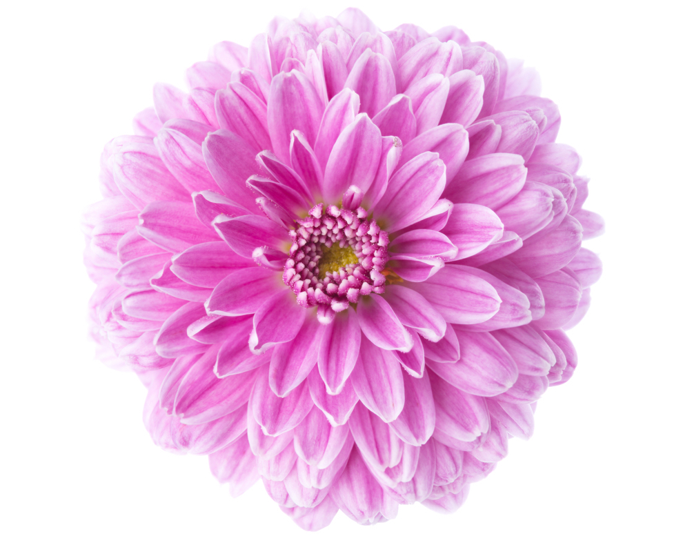 Хризантема мультифлора: как сохранить зимой в открытом грунте