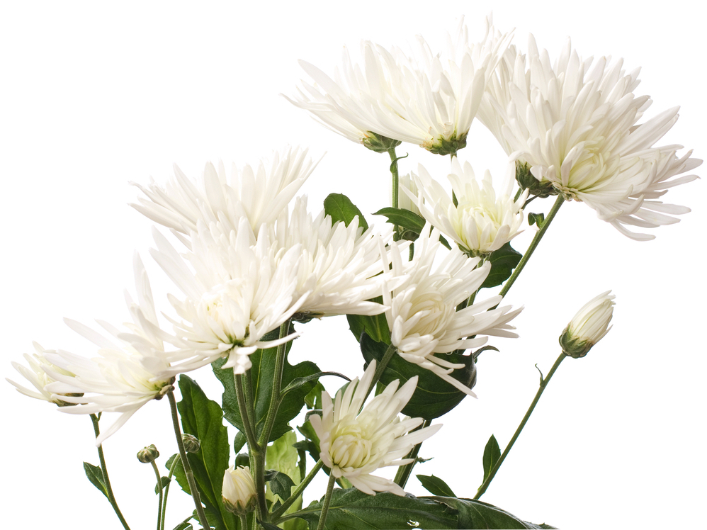 Хризантема мультифлора: как сохранить зимой в открытом грунте