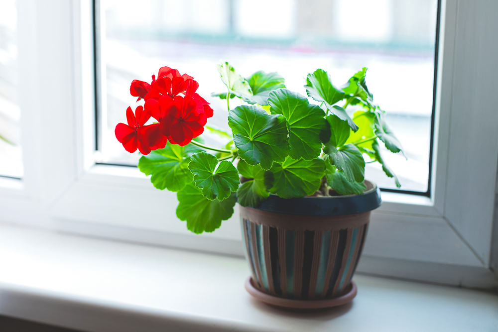Уход за комнатной геранью: практические советы для пышного цветения
