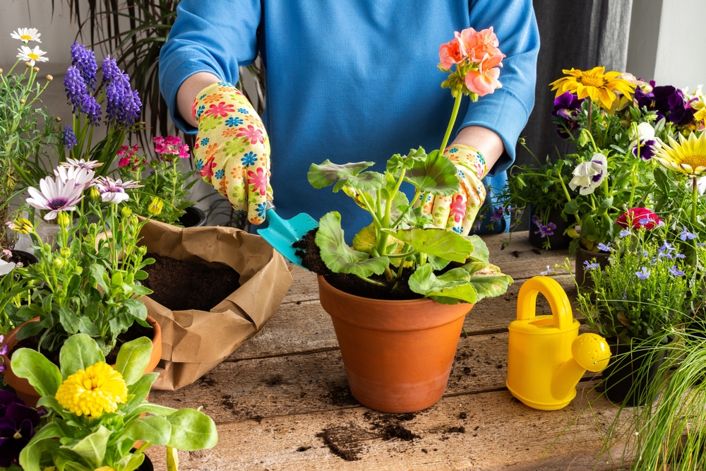 Уход за комнатной геранью: практические советы для пышного цветения