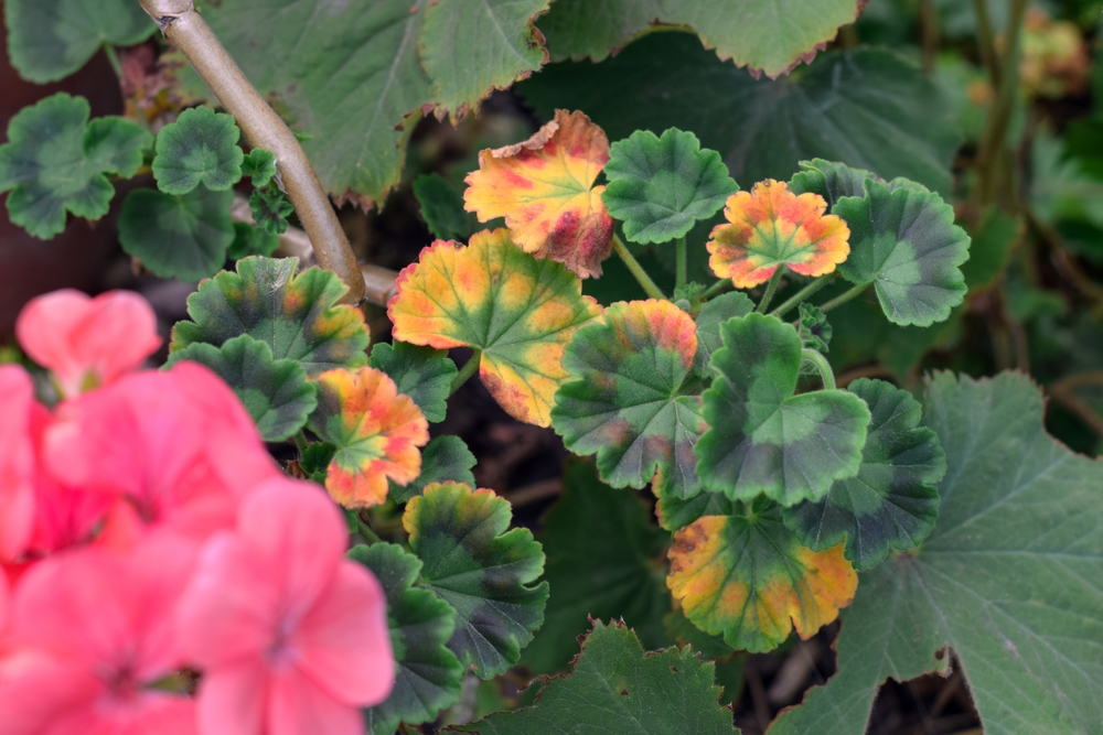 Уход за комнатной геранью: практические советы для пышного цветения