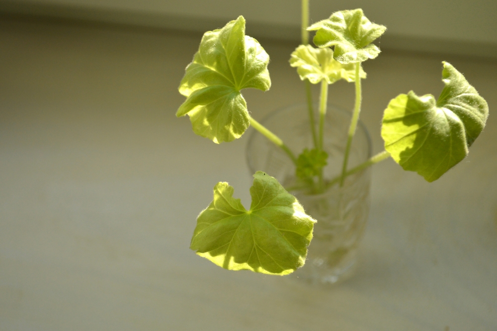 Как укоренить герань черенками в домашних условиях — 3 верных способа