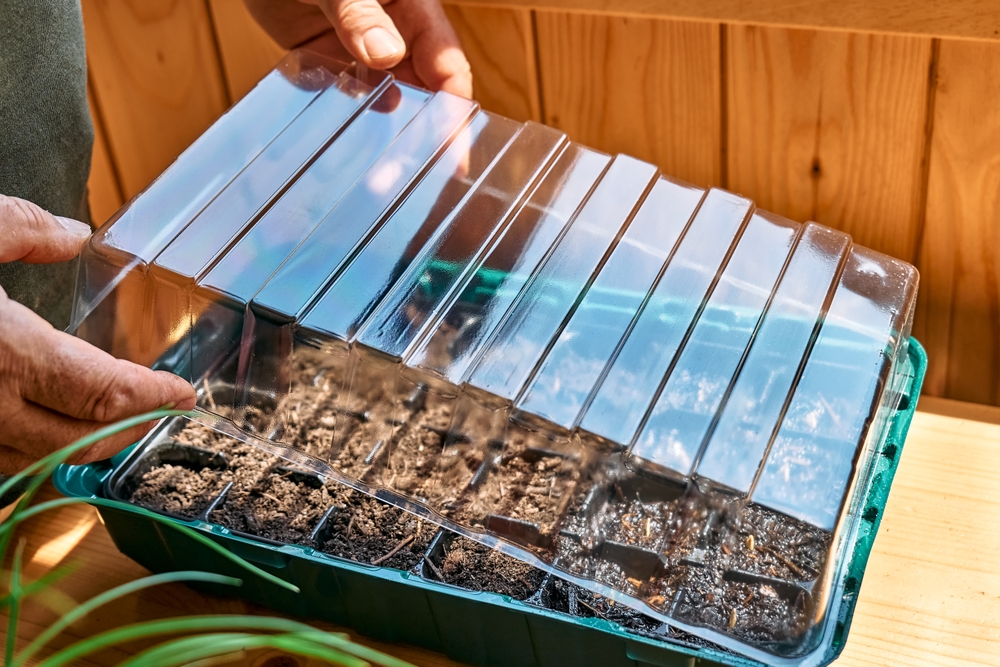 Как укоренить герань черенками в домашних условиях — 3 верных способа