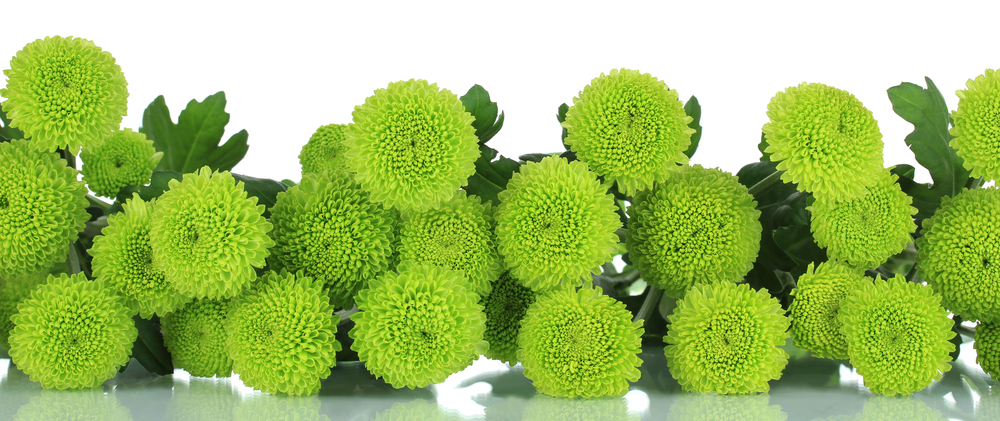 Хризантема мультифлора шаровидная: уход в открытом грунте осенью