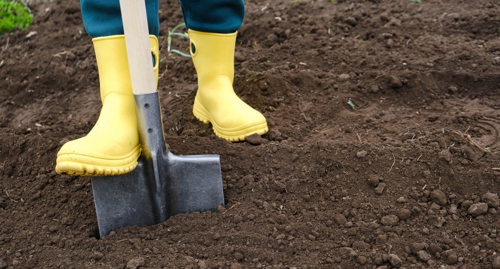 Хризантема мультифлора шаровидная: уход в открытом грунте осенью