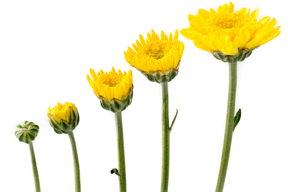 Хризантема мультифлора шаровидная: уход в открытом грунте осенью