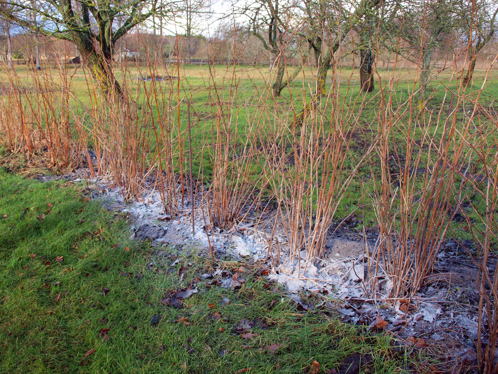 Когда обрезать малину на зиму в Подмосковье: сроки, схемы и рекомендации