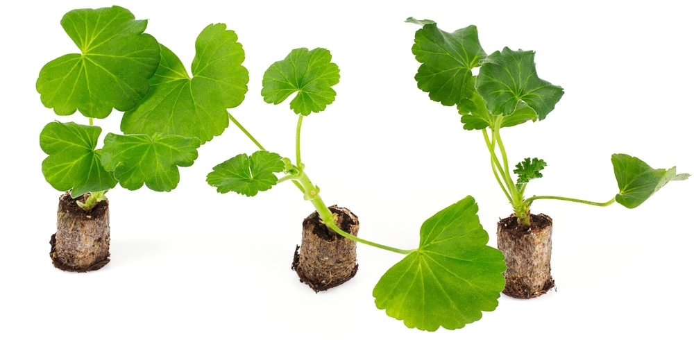 Как пересадить герань с улицы в горшок?