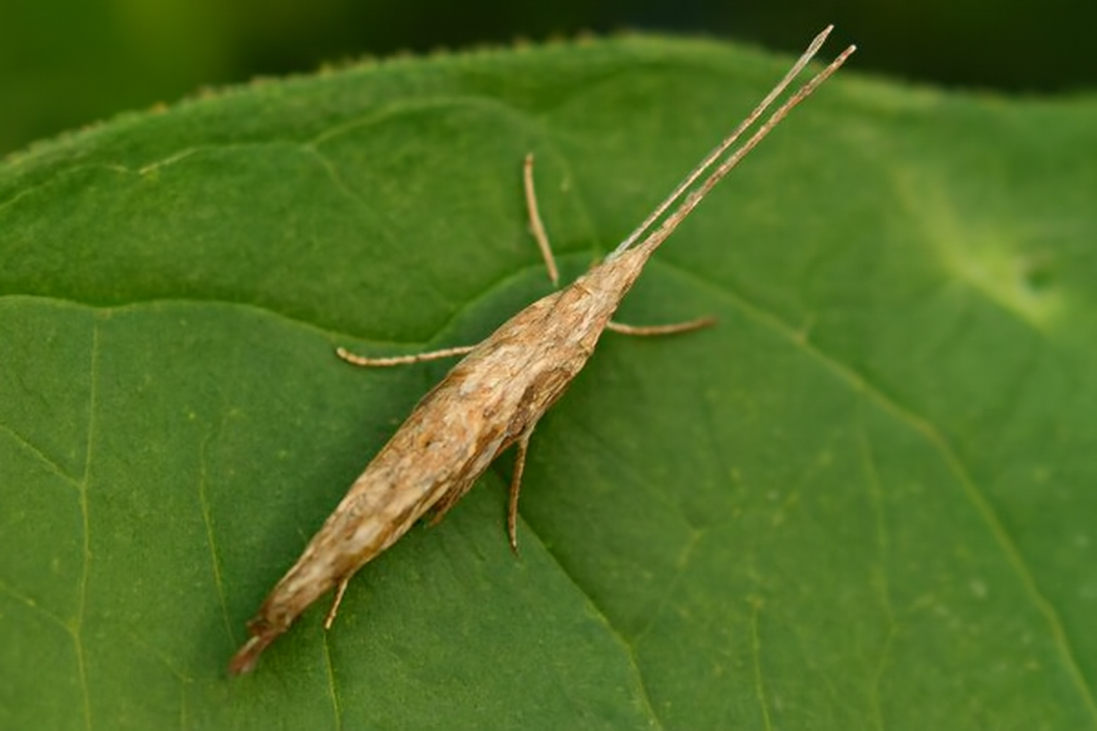 Капустная моль