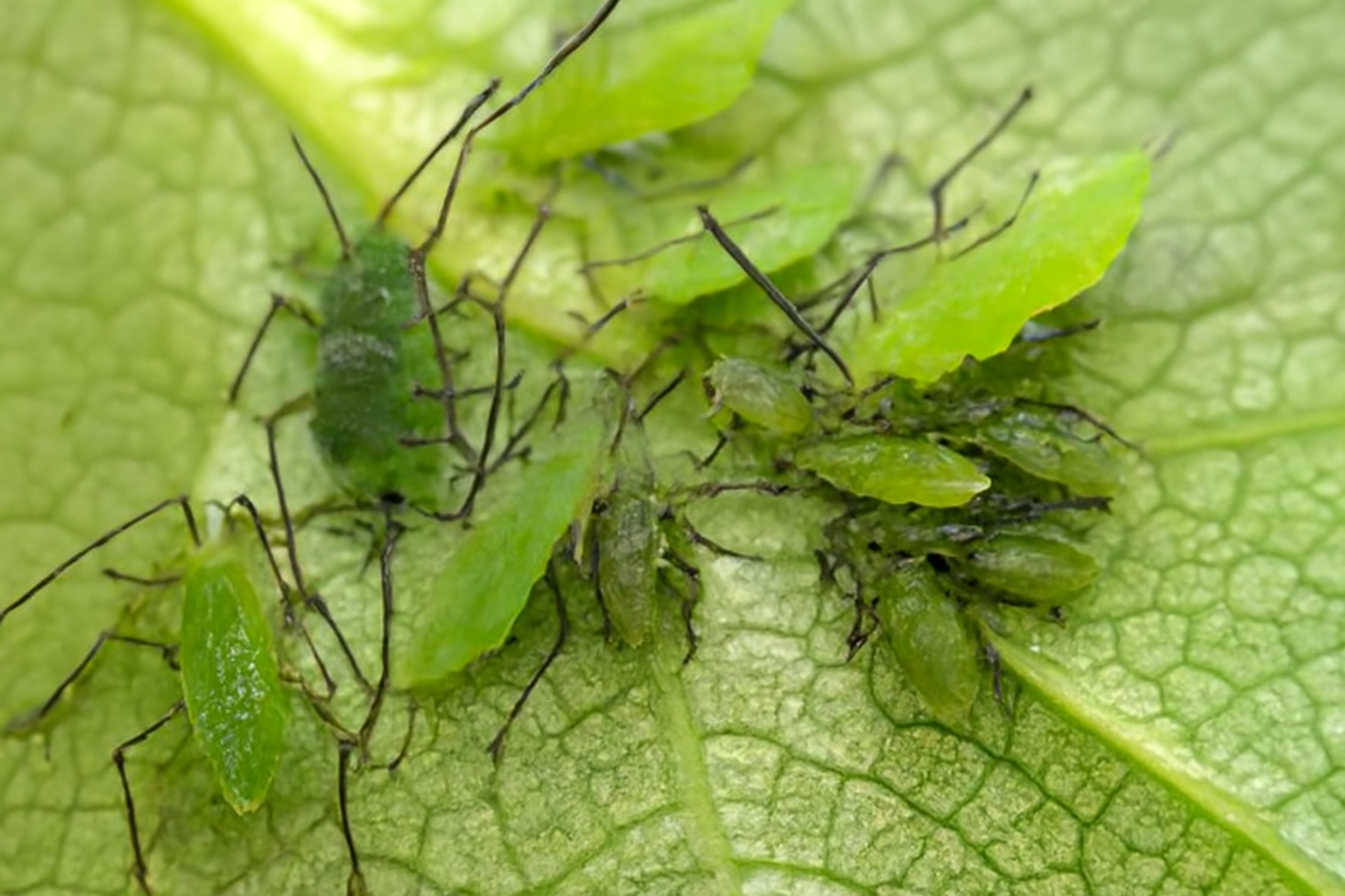 Бахчевая тля