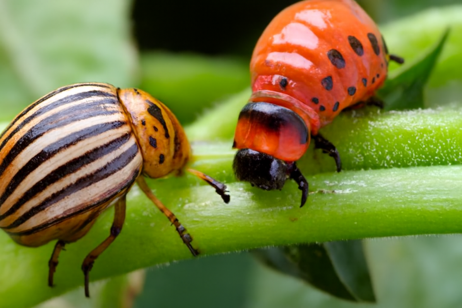 Колорадский жук