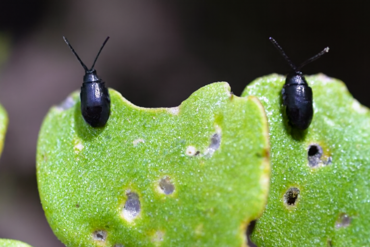 Крестоцветные блошки