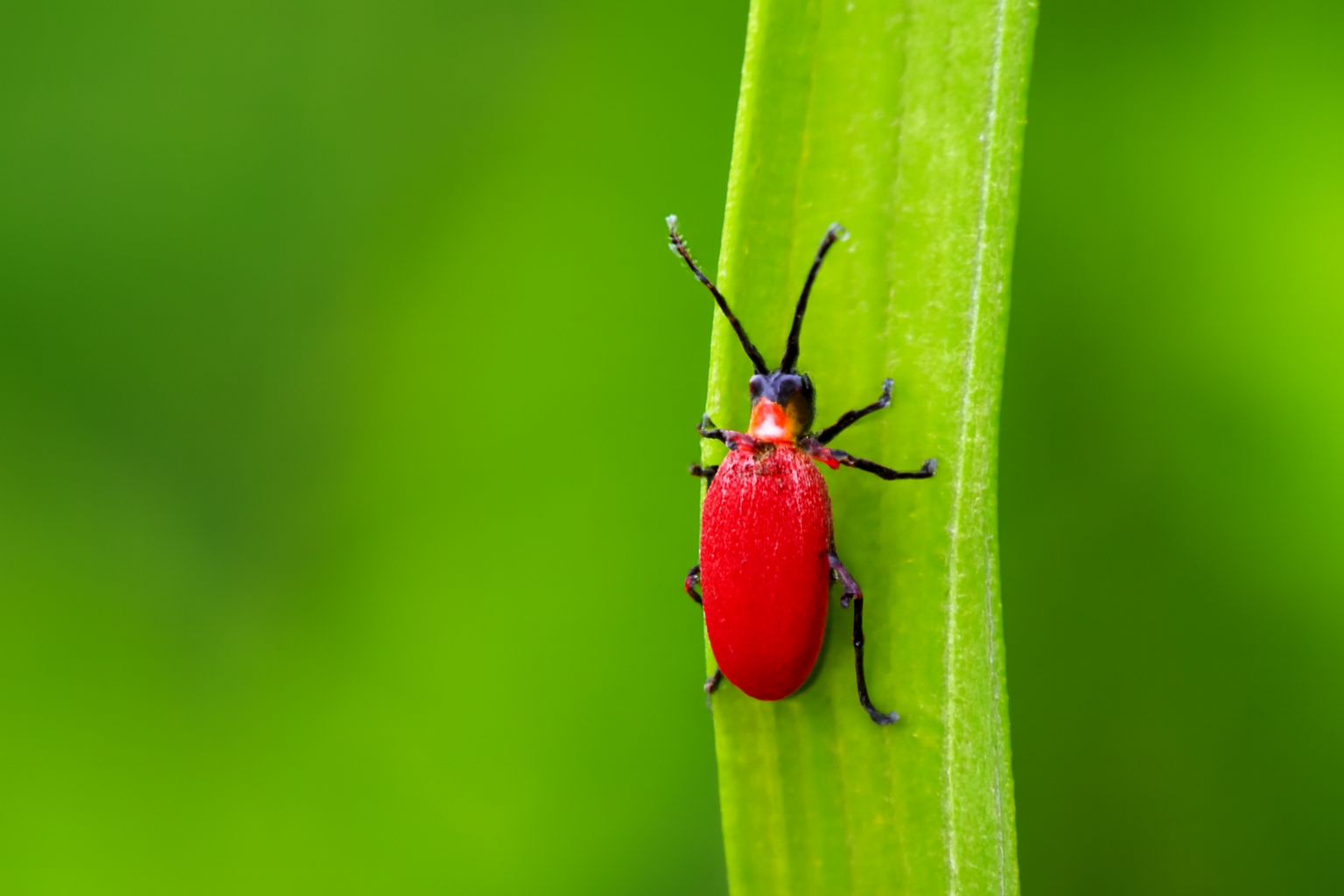 Лилейная трещалка
