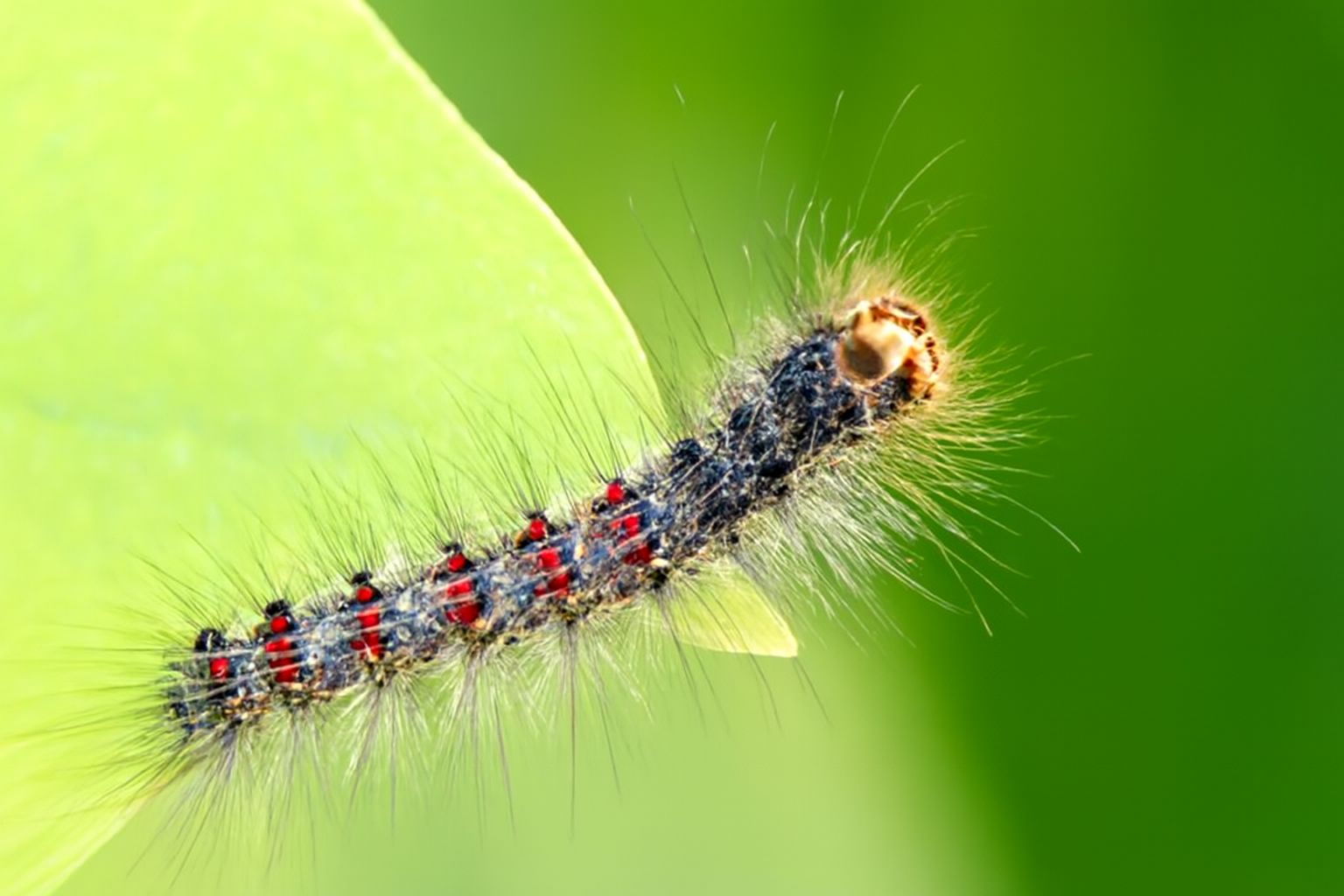 Непарный шелкопряд