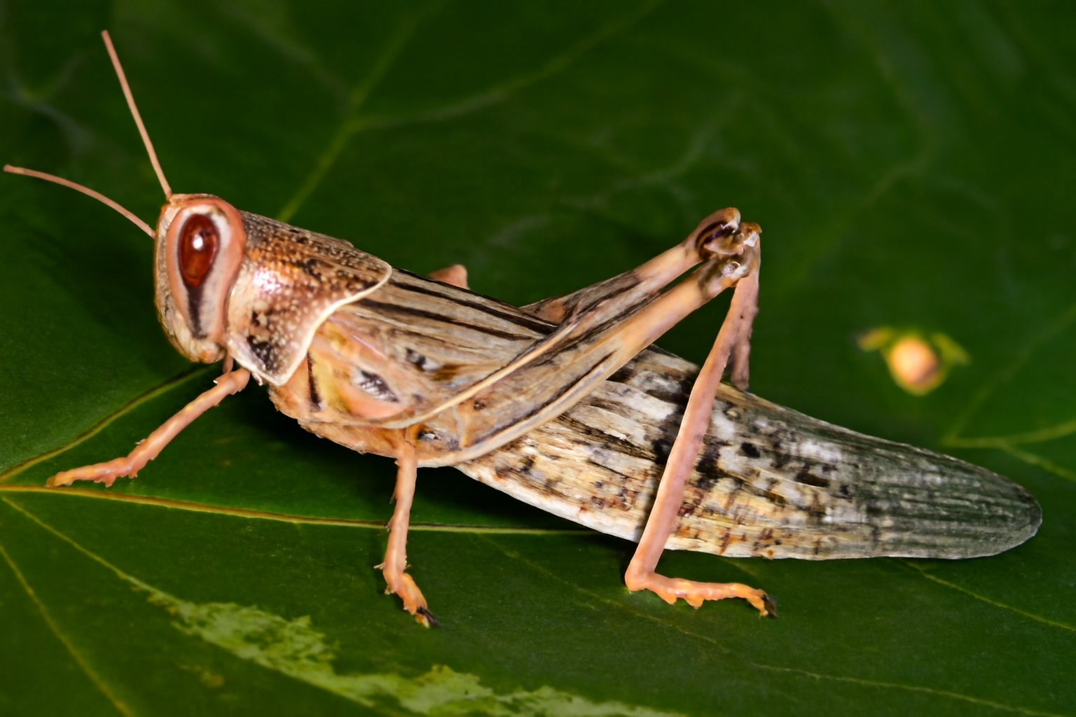 Саранчовые