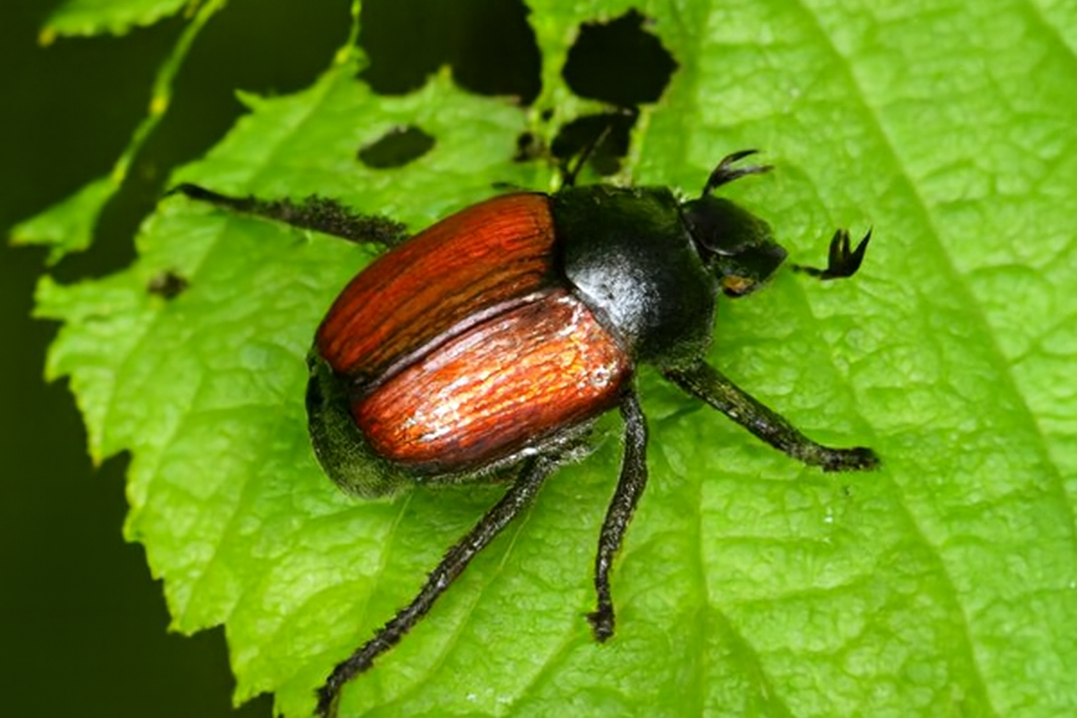 Хрущик садовый