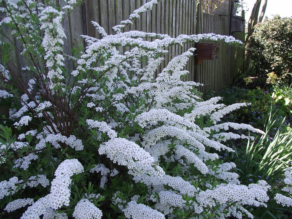 Укрывать ли спирею на зиму: 3 важных вопроса