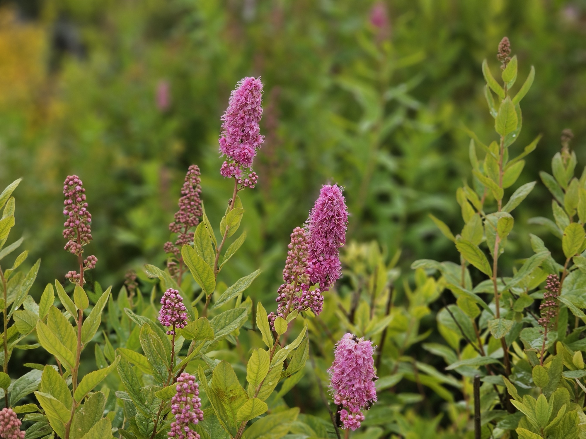 Укрывать ли спирею на зиму: 3 важных вопроса