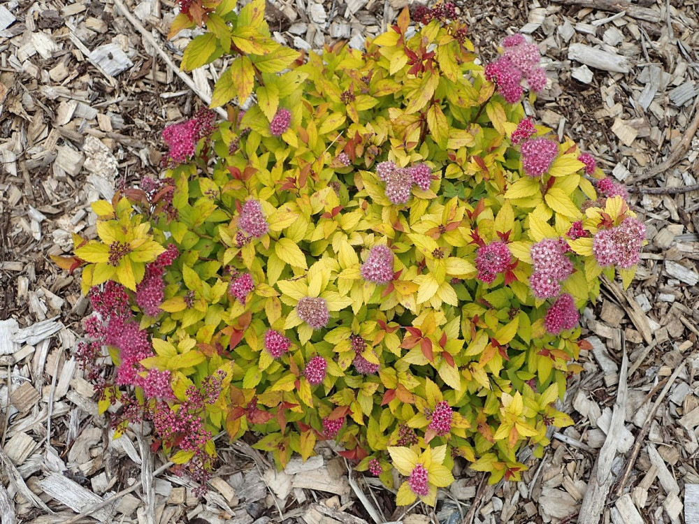 Укрывать ли спирею на зиму: 3 важных вопроса