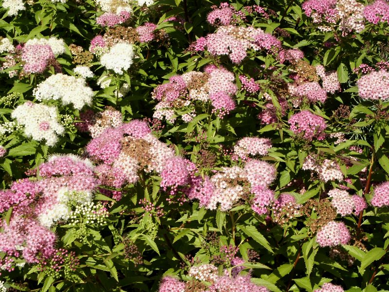 Укрывать ли спирею на зиму: 3 важных вопроса