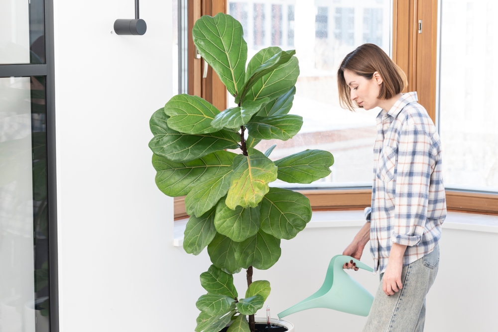 Уход за фикусом лирата в домашних условиях: самый полный гид