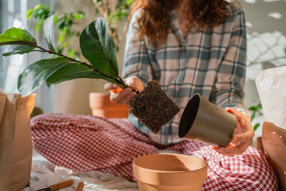 Уход за фикусом лирата в домашних условиях: самый полный гид